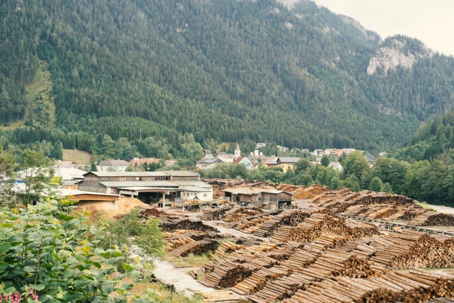 Taglio e trattamento del legno